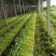 美国西芹大棚种植大量上市细棵优质精品芹菜