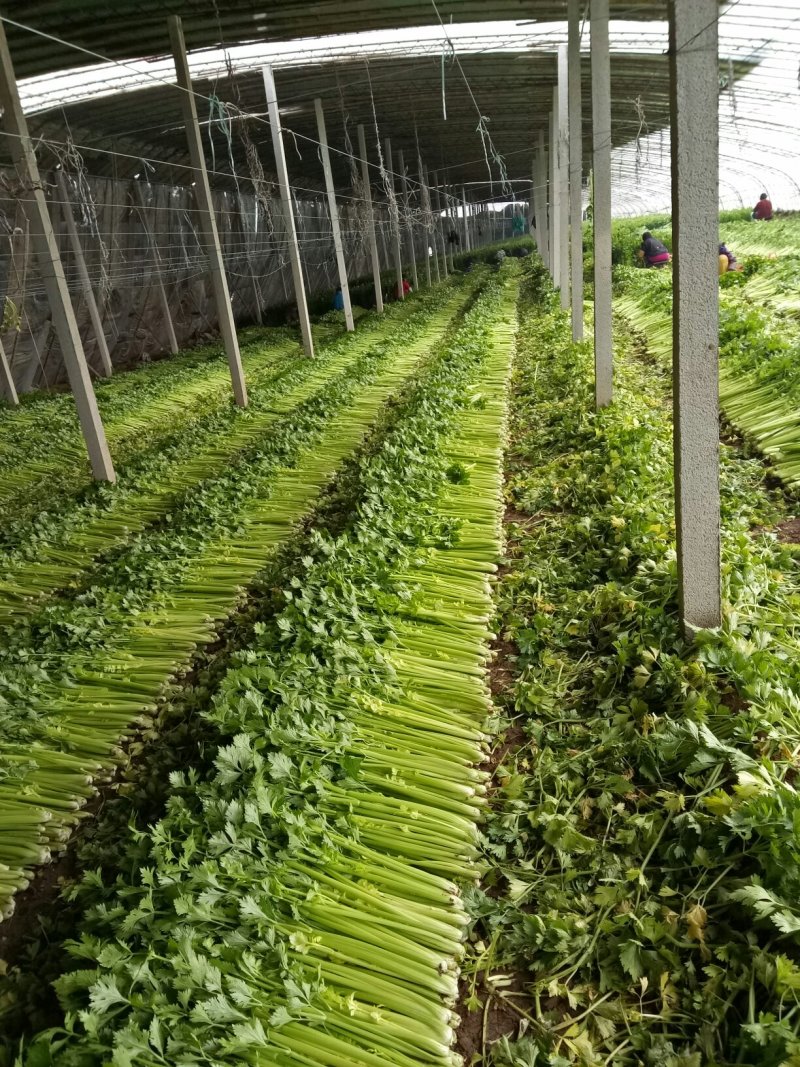 美国西芹大棚种植大量上市细棵优质精品芹菜