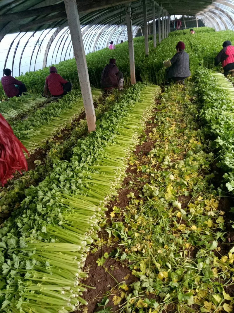 美国西芹大棚种植大量上市细棵优质精品芹菜