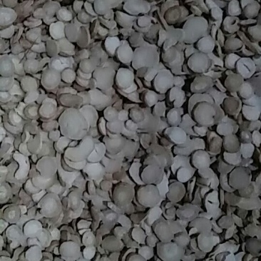 生白芍片