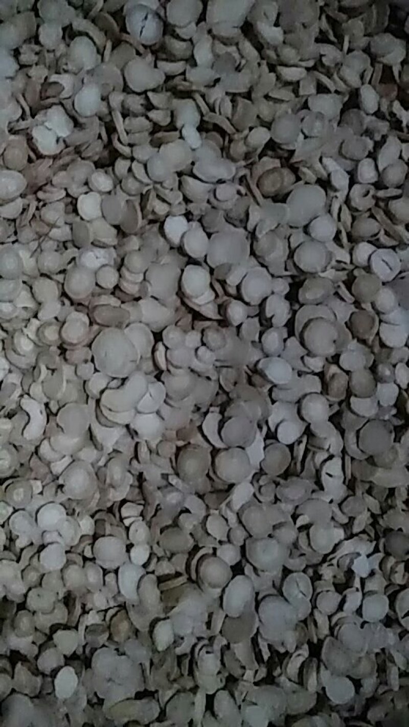 生白芍片