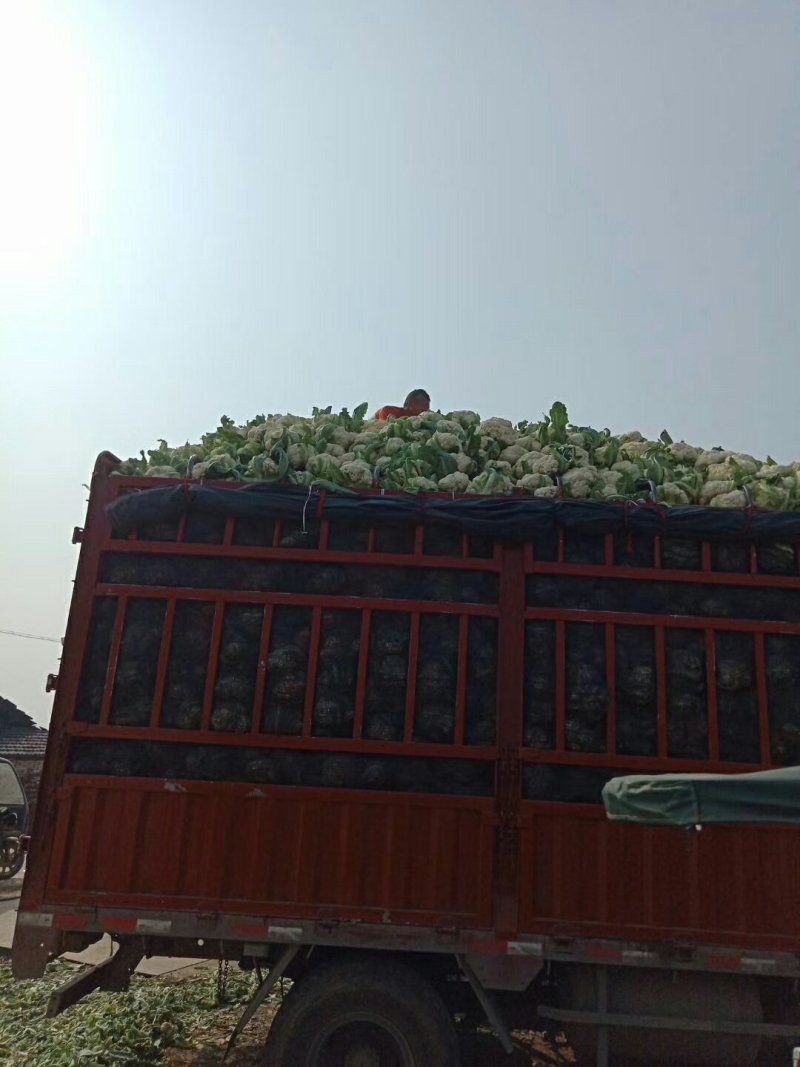 【推荐】优质的服务，中国花菜基地，雪白菜花松花菜等