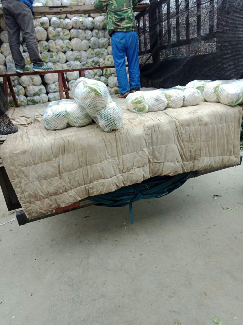 【推荐】优质的服务，中国花菜基地，雪白菜花松花菜等