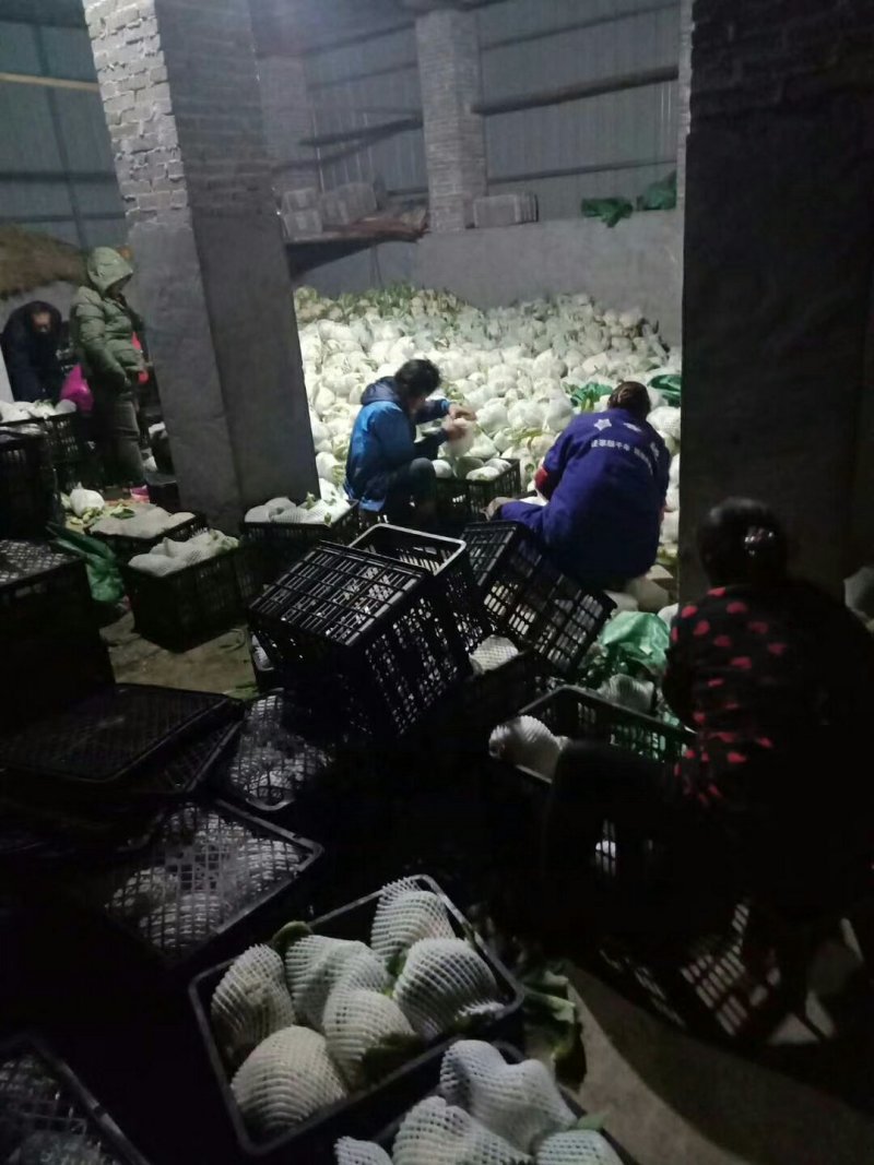 【推荐】优质的服务，中国花菜基地，雪白菜花松花菜等