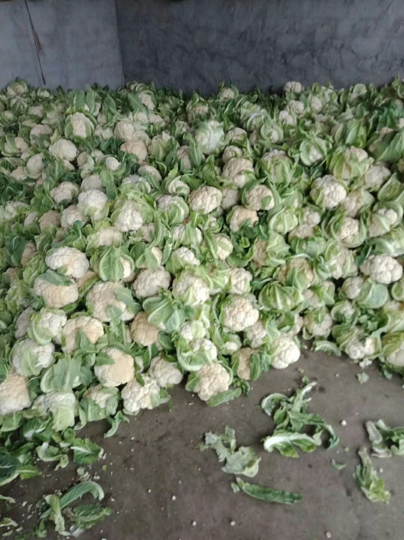 【推荐】优质的服务，中国花菜基地，雪白菜花松花菜等