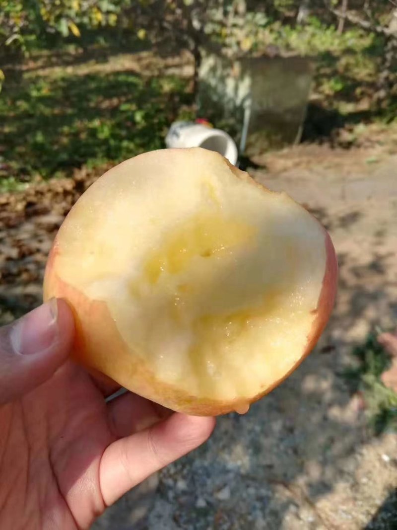 山东潍坊红富士苹果，80起步。一手货源。欢迎采购！
