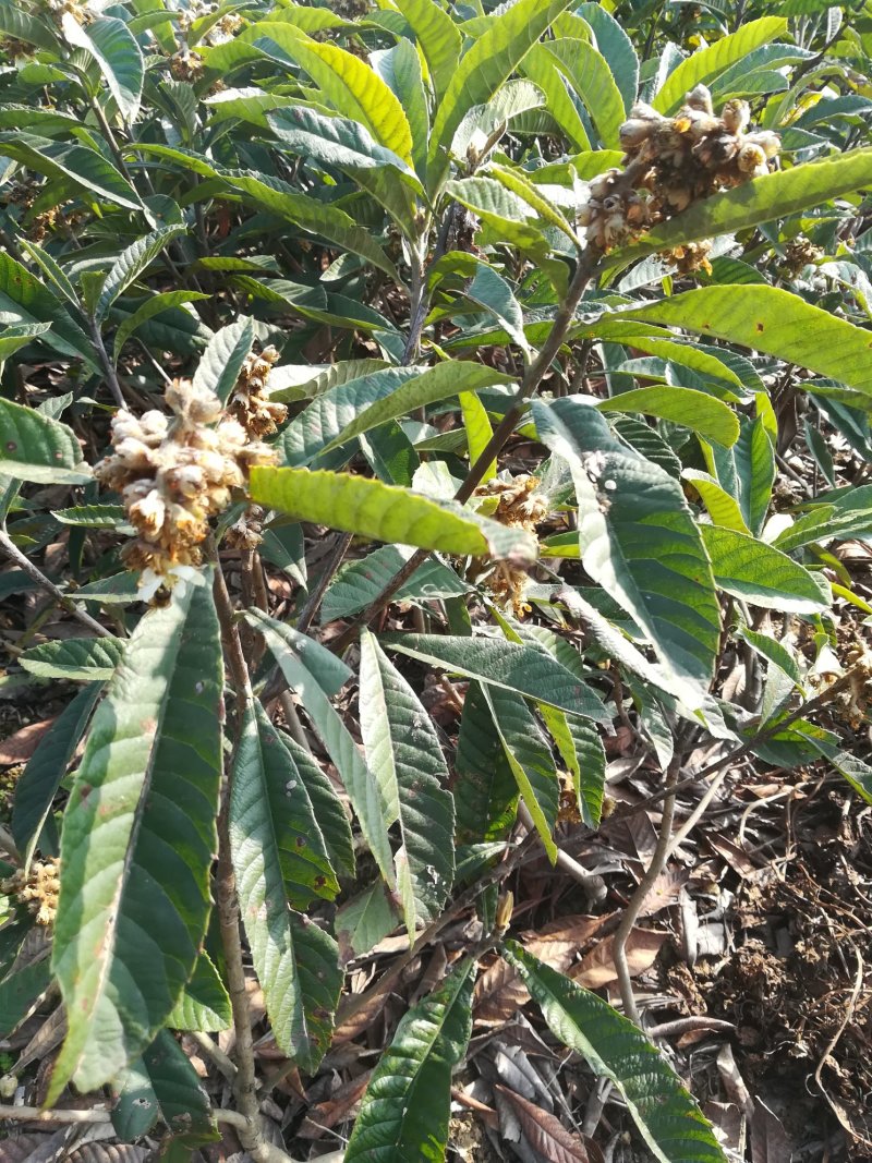 枇杷