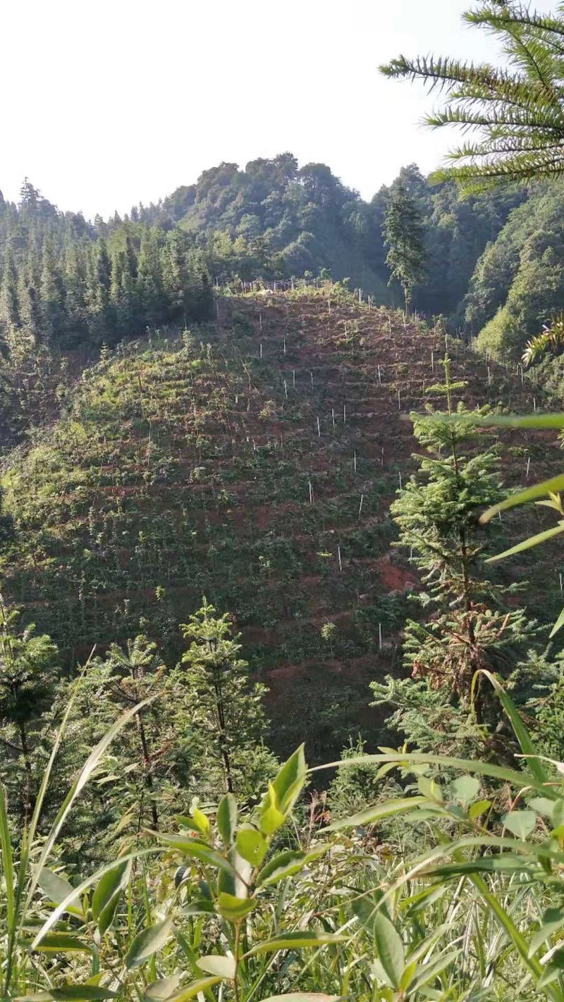 布福娜黑老虎种二年苗