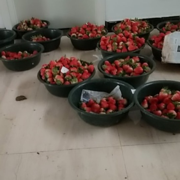 大量出售红颜草莓