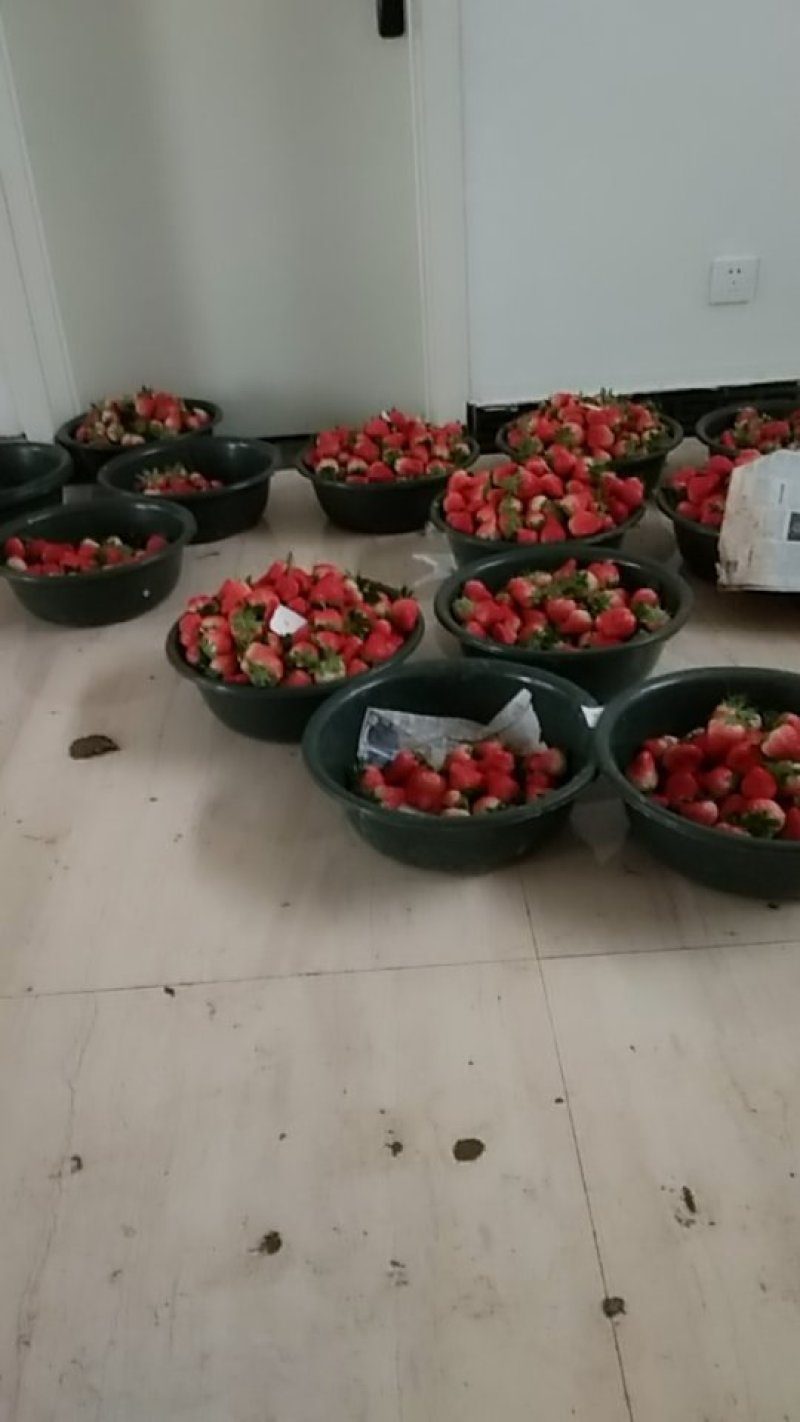 大量出售红颜草莓