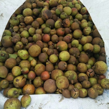 山茶油