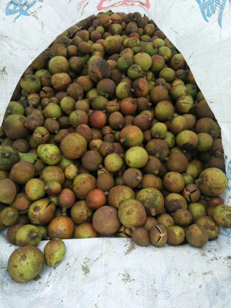 山茶油