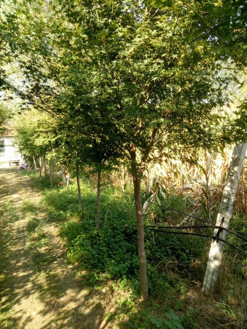鸡爪槭7到15公分，叶子形象鸡爪，产地苏鲁交界处。