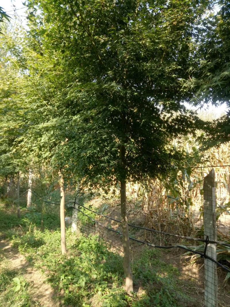 鸡爪槭7到15公分，叶子形象鸡爪，产地苏鲁交界处。