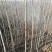 绿化乔木黄山栾树米径4-20公分栾树大量出售