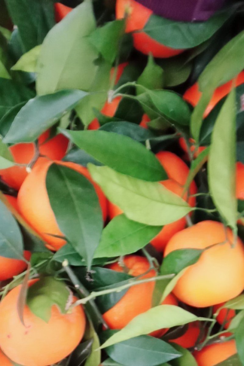 脐橙