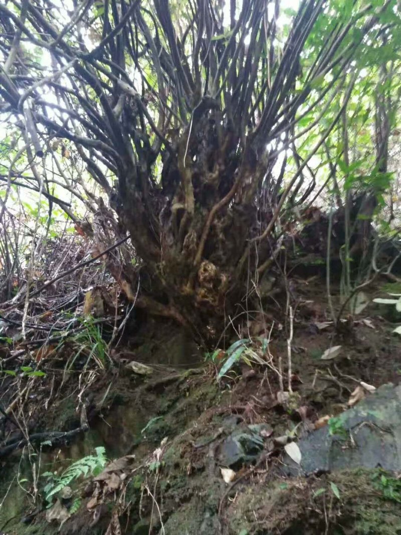 映山红，高山杜鹃，马樱杜鹃