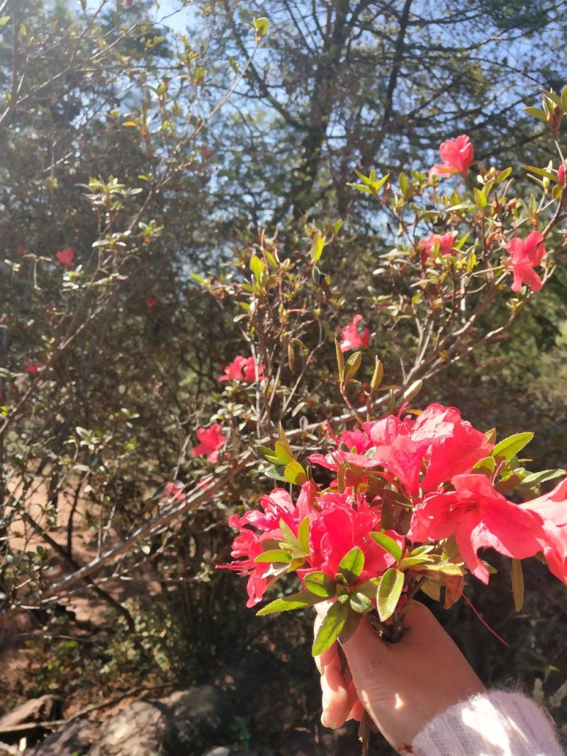 映山红，高山杜鹃，马樱杜鹃