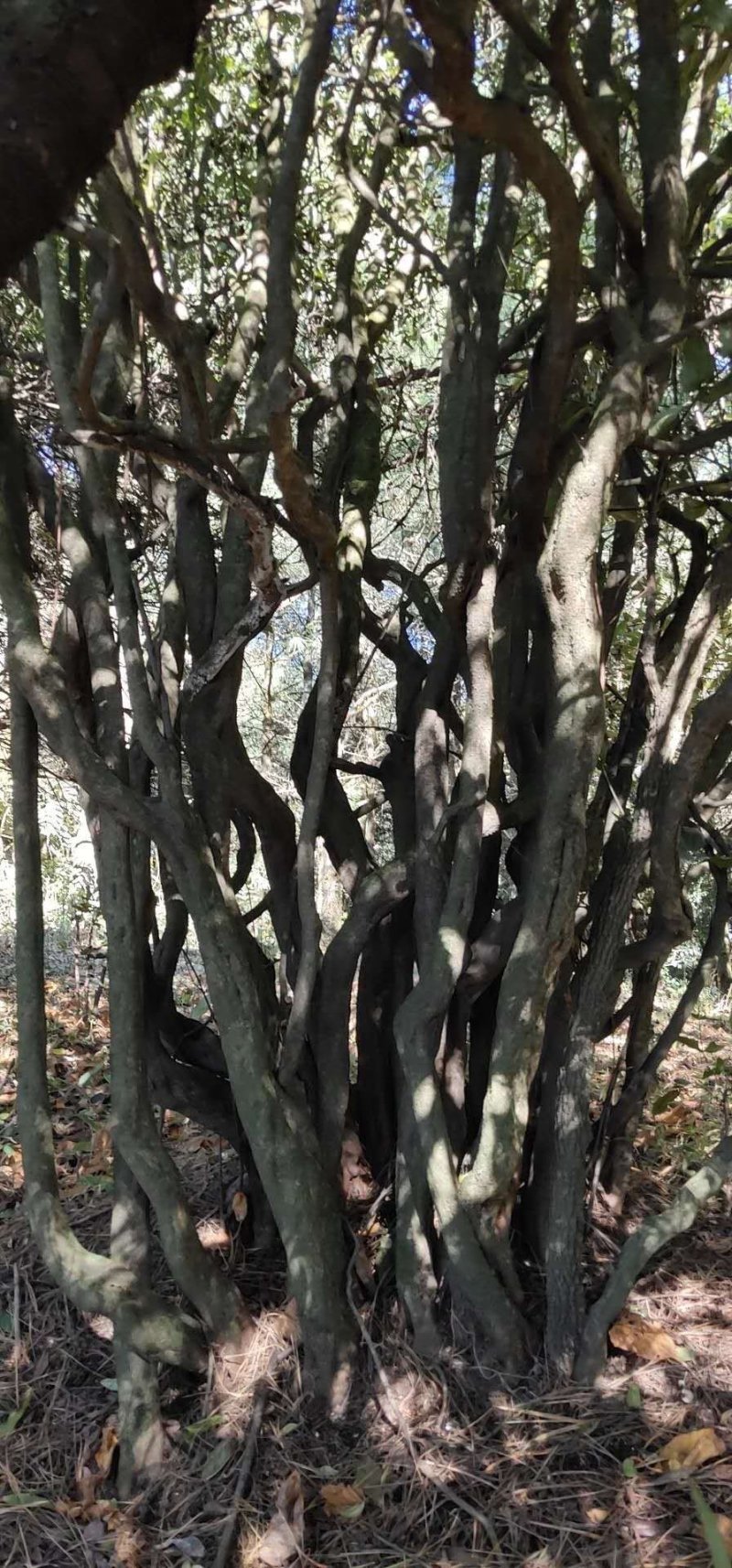 映山红，高山杜鹃，马樱杜鹃