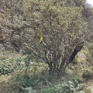 映山红，高山杜鹃，马樱杜鹃