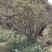 映山红，高山杜鹃，马樱杜鹃
