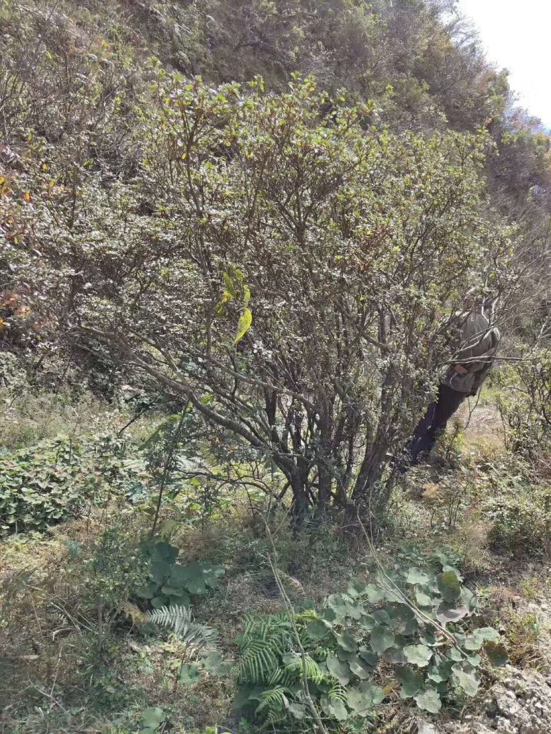 映山红，高山杜鹃，马樱杜鹃