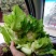 500多亩儿菜，预计12月中旬大量上市，量大从优