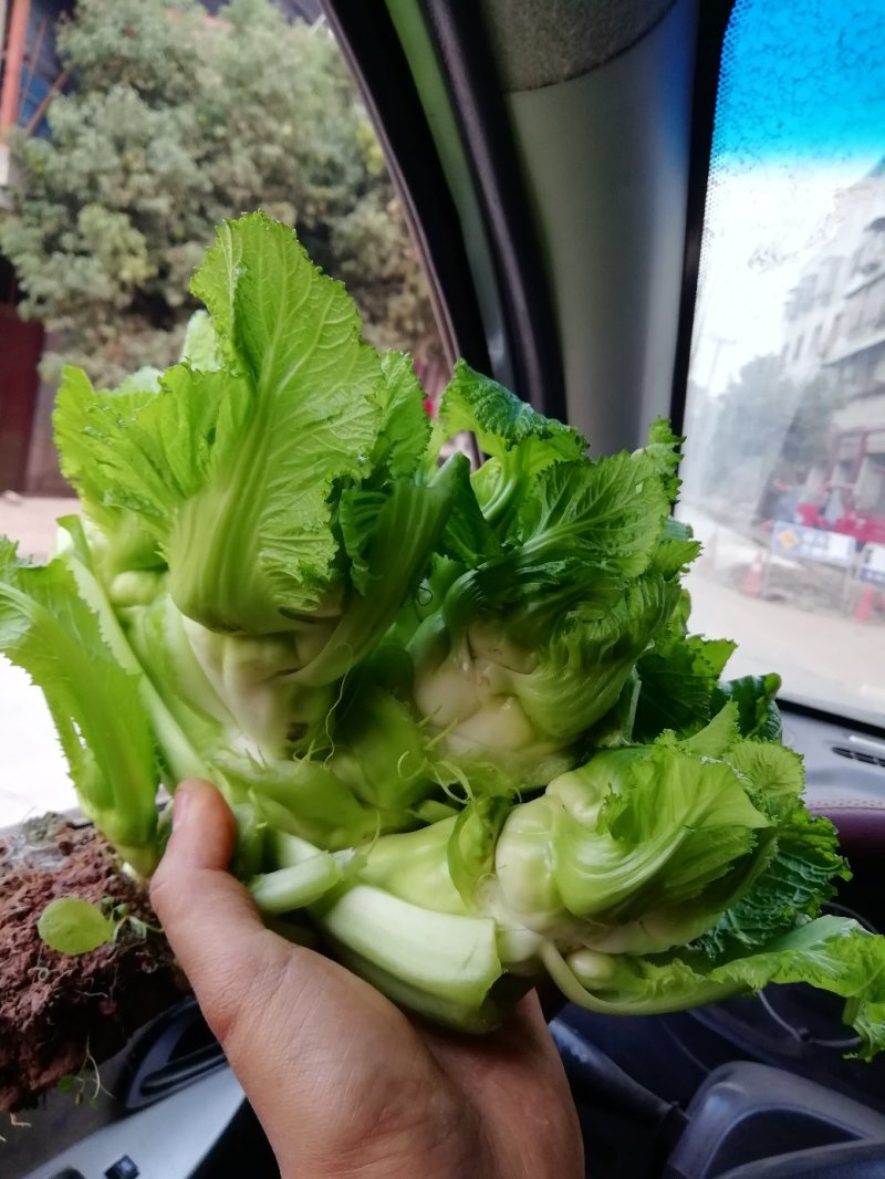 500多亩儿菜，预计12月中旬大量上市，量大从优