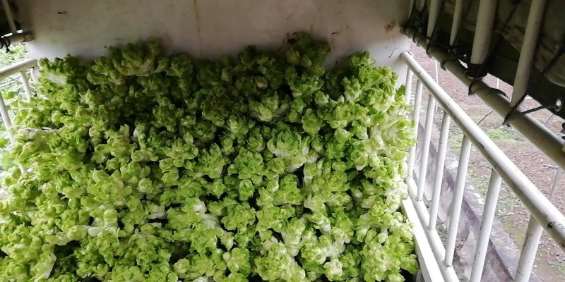 500多亩儿菜，预计12月中旬大量上市，量大从优