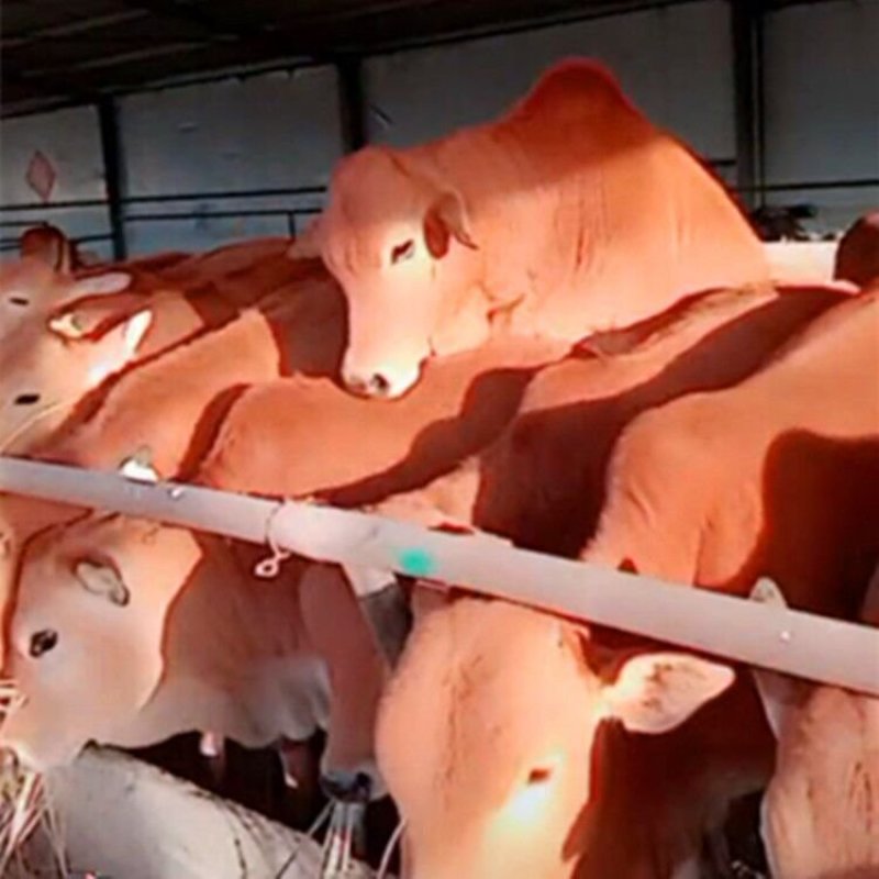 肉牛利木赞牛小牛犊价格小肉牛育肥