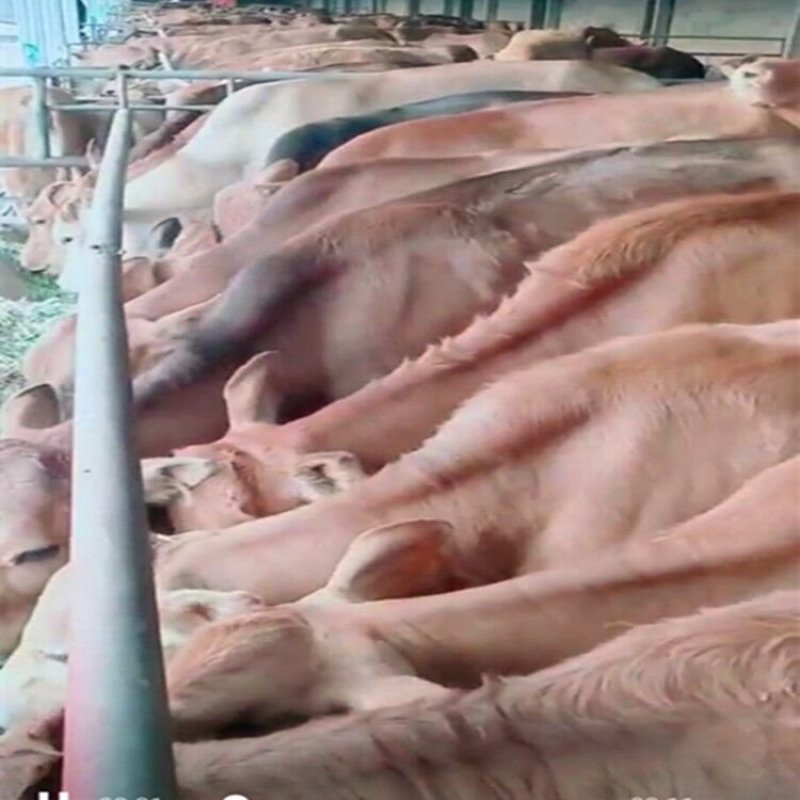 肉牛西门塔尔牛简介肉牛犊出售场