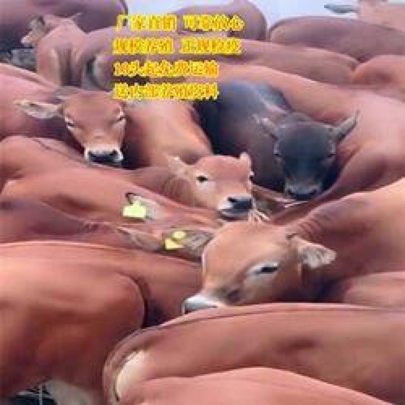 肉牛纯种西门塔尔牛价格养肉牛育肥