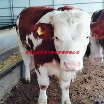 肉牛肉牛品种西门塔尔牛小牛犊价格