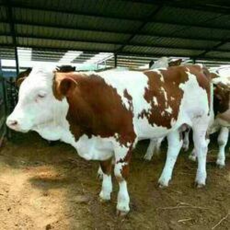 肉牛买一头西门塔尔牛多些钱肉牛犊养殖
