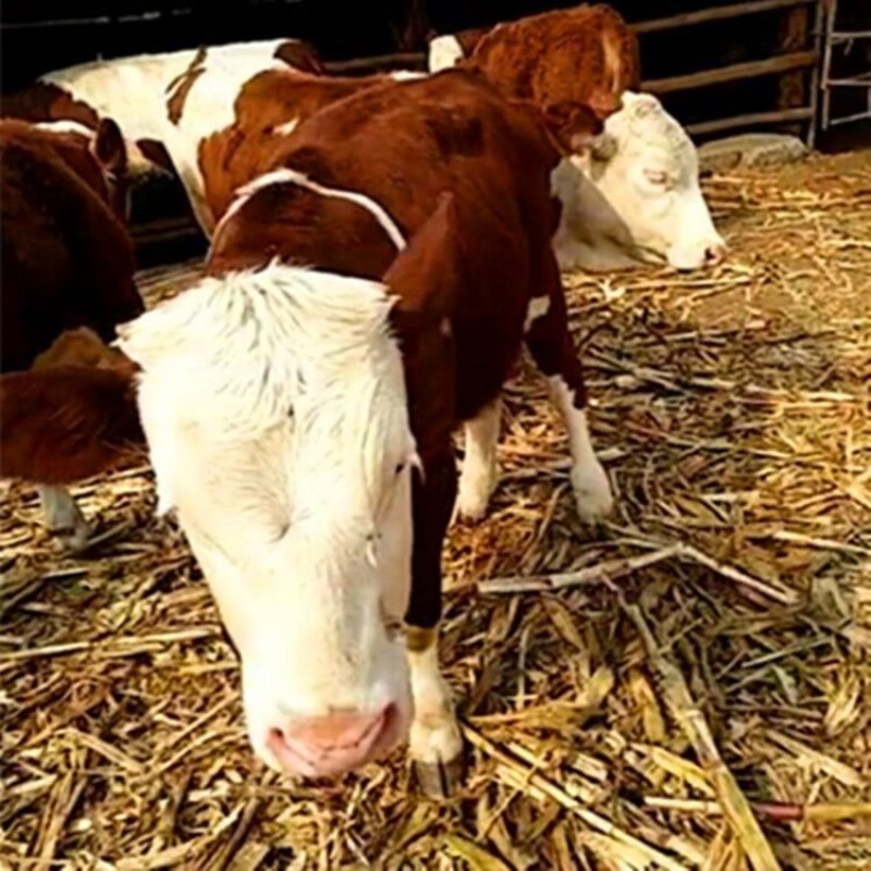 肉牛买一头西门塔尔牛多些钱肉牛犊养殖