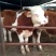 肉牛怎么挑选西门塔尔牛犊养肉牛基地