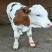 肉牛怎么挑选西门塔尔牛犊养肉牛基地