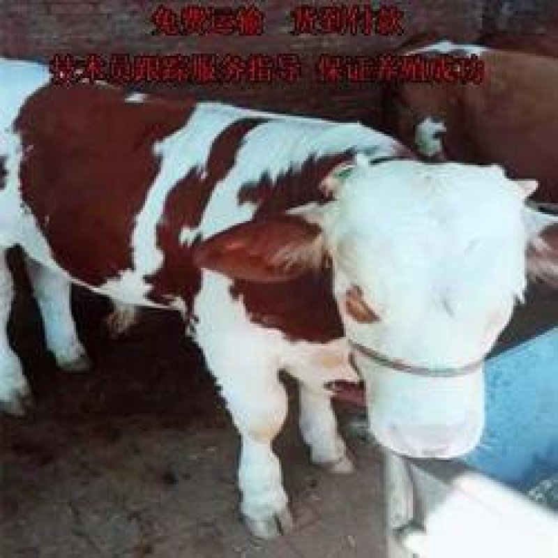 肉牛怎么挑选西门塔尔牛犊养肉牛基地