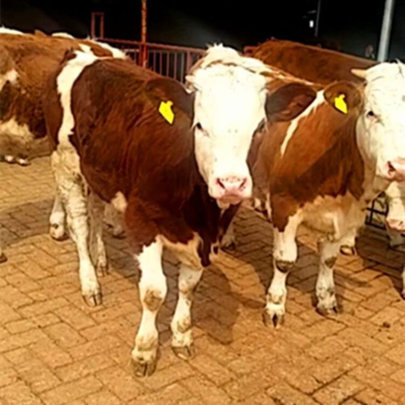 肉牛怎么挑选西门塔尔牛犊养肉牛基地