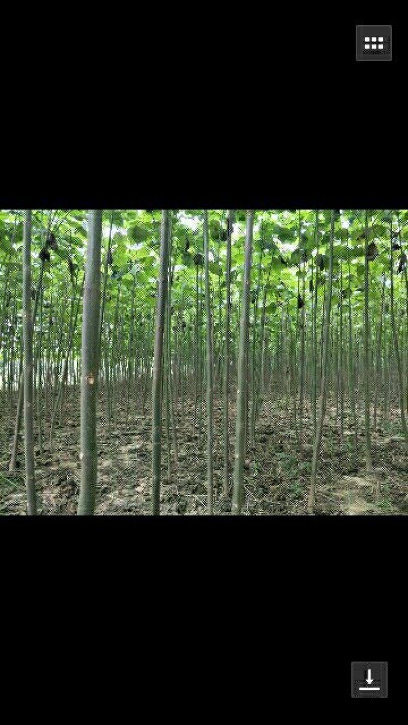 泡桐5至3公分