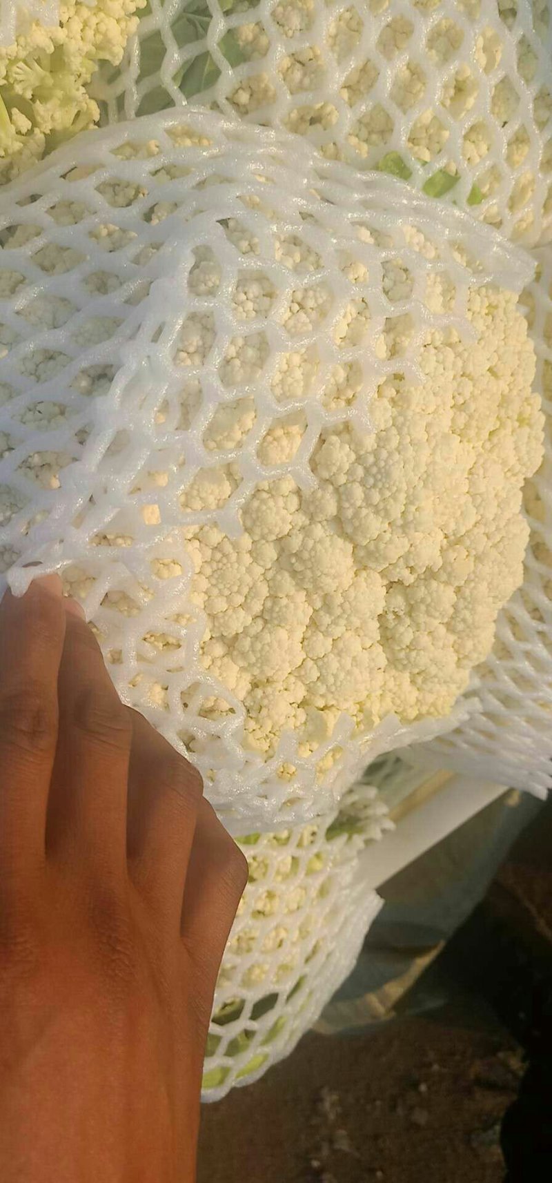 徐州有机花菜大量上市了。有需要的请联系我