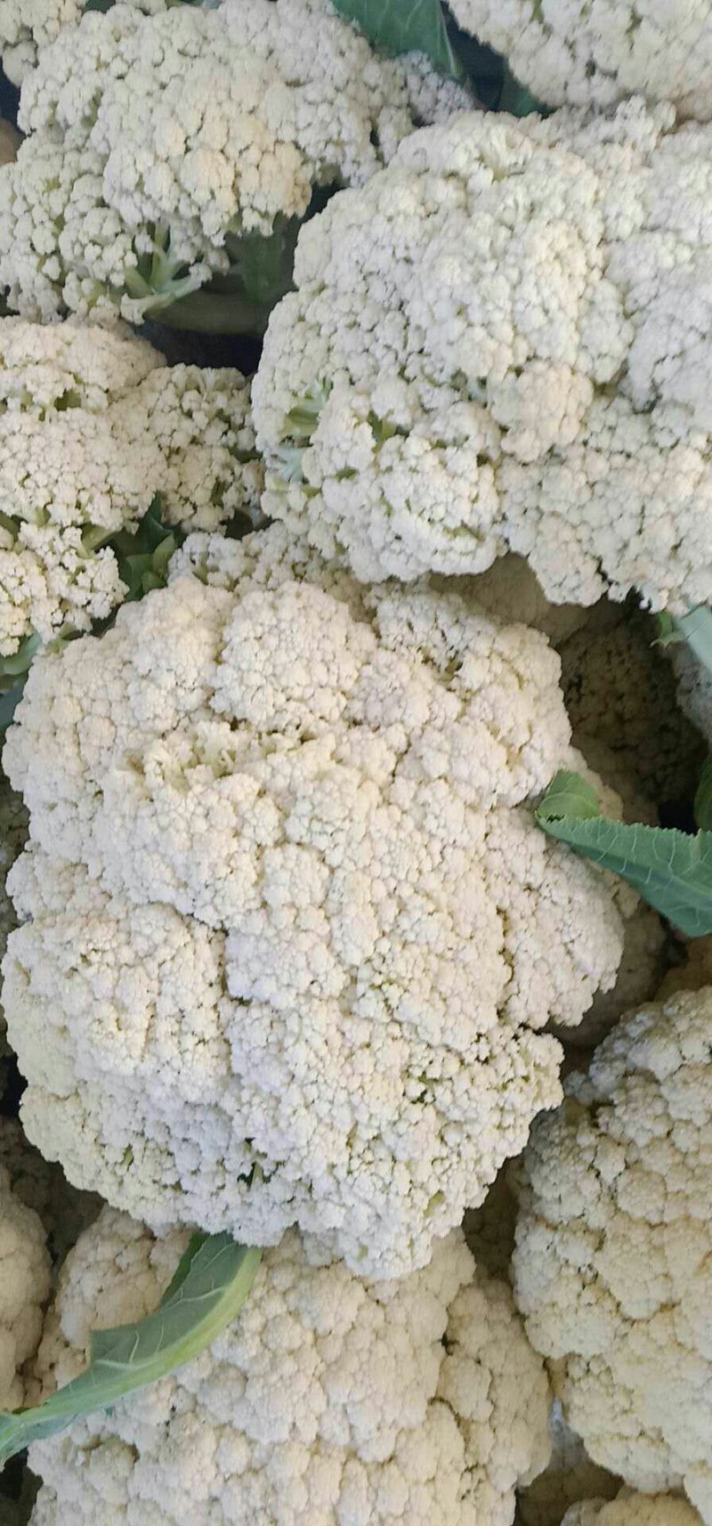 徐州有机花菜大量上市了。有需要的请联系我
