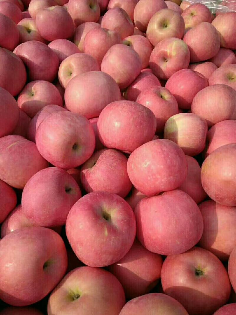 山东苹果，优质红富士苹果大量批发，欢迎采购
