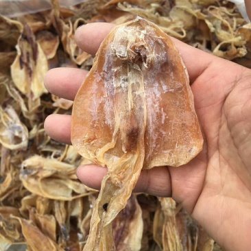 70头鱿鱼