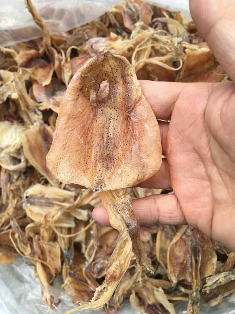70头鱿鱼