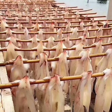 15头大鱿鱼