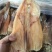 15头大鱿鱼
