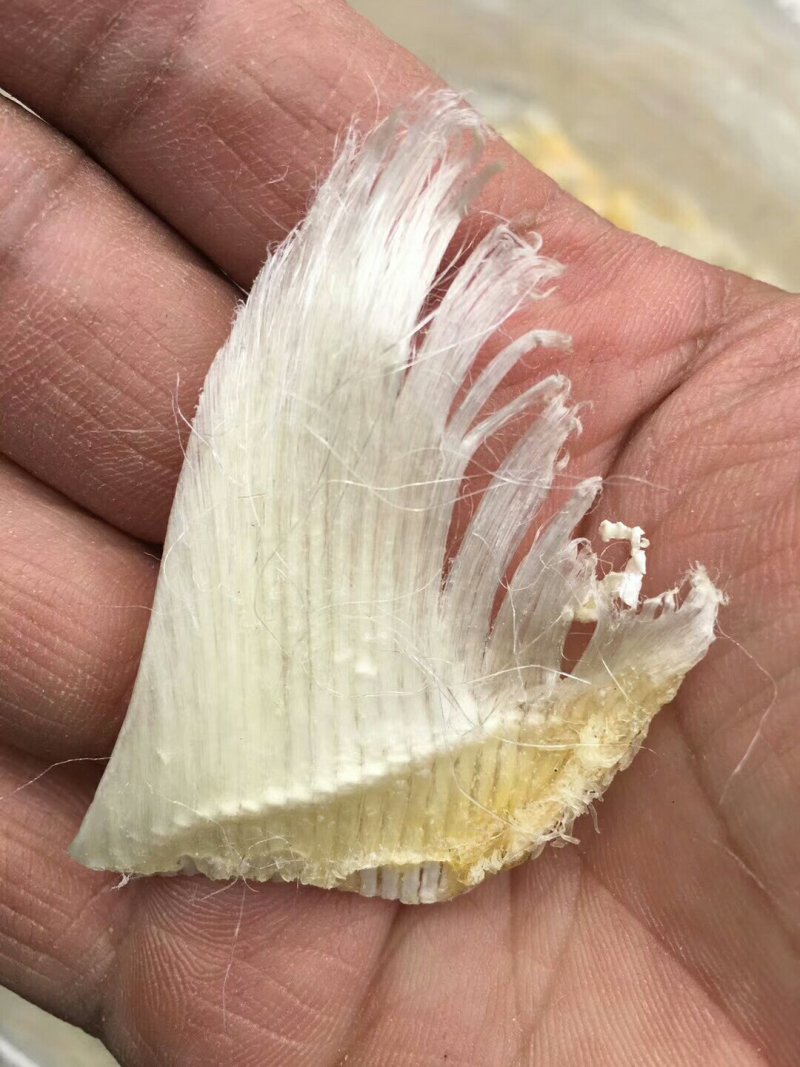 小鱼翅
