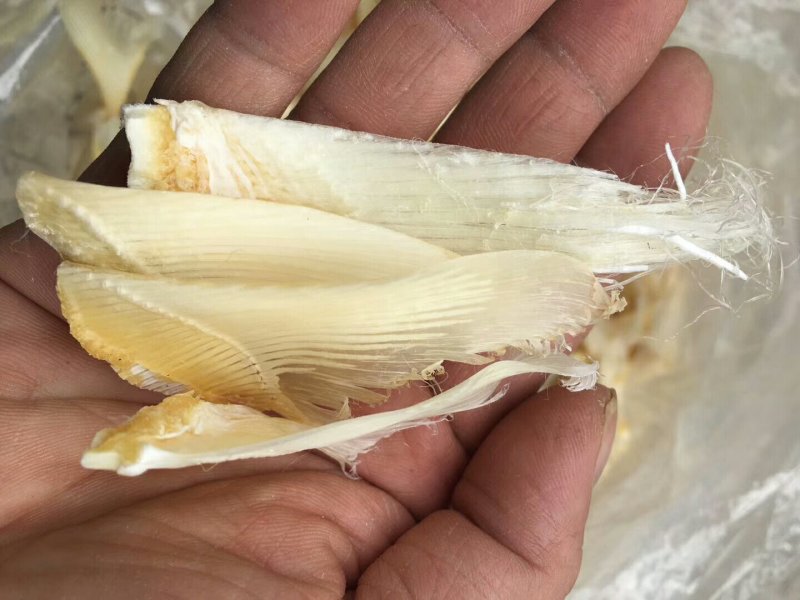 小鱼翅