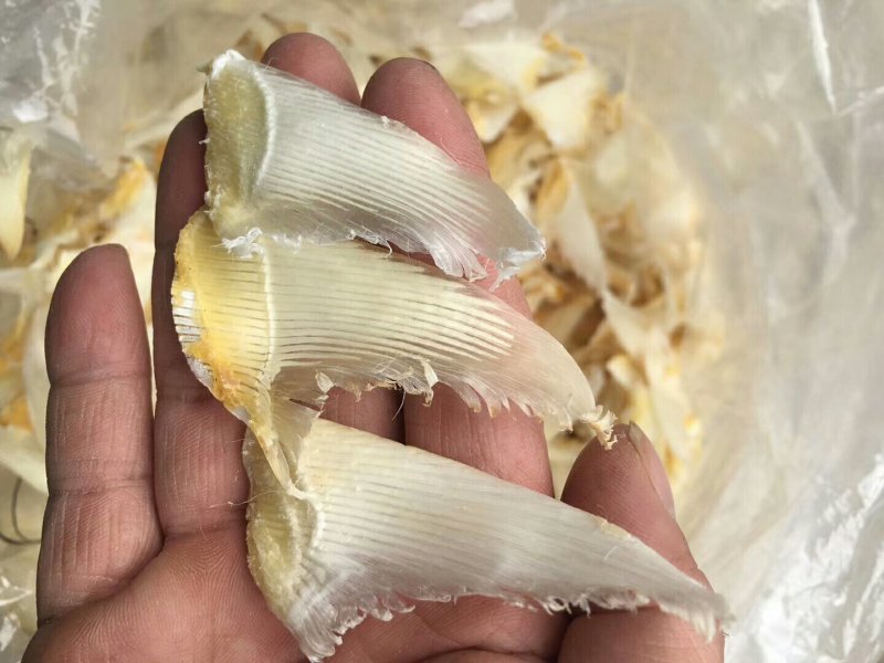 小鱼翅